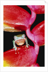 Two-colored Tree Frog on Lobster Claw Heliconia by Anonymous