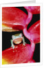 Two-colored Tree Frog on Lobster Claw Heliconia by Anonymous