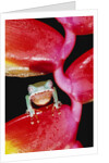 Two-colored Tree Frog on Lobster Claw Heliconia by Anonymous