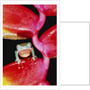 Two-colored Tree Frog on Lobster Claw Heliconia by Anonymous