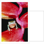 Two-colored Tree Frog on Lobster Claw Heliconia by Anonymous