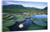 Royal Water-Lilies in the Pantanal by Anonymous
