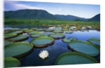 Royal Water-Lilies in the Pantanal by Anonymous
