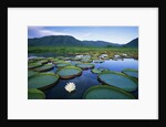 Royal Water-Lilies in the Pantanal by Anonymous
