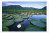 Royal Water-Lilies in the Pantanal by Anonymous
