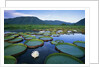 Royal Water-Lilies in the Pantanal by Anonymous