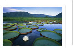 Royal Water-Lilies in the Pantanal by Anonymous