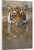 Young Tiger in Water by Anonymous