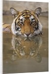 Young Tiger in Water by Anonymous