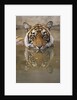 Young Tiger in Water by Anonymous