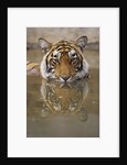 Young Tiger in Water by Anonymous