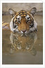 Young Tiger in Water by Anonymous