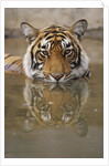 Young Tiger in Water by Anonymous