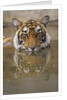 Young Tiger in Water by Anonymous