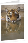 Young Tiger in Water by Anonymous