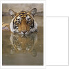 Young Tiger in Water by Anonymous