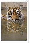 Young Tiger in Water by Anonymous
