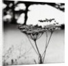 Queen Anne's Lace Flower by Anonymous