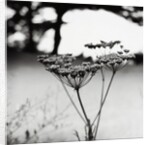 Queen Anne's Lace Flower by Anonymous