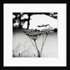 Queen Anne's Lace Flower by Anonymous