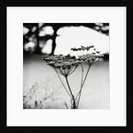 Queen Anne's Lace Flower by Anonymous