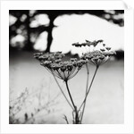 Queen Anne's Lace Flower by Anonymous