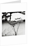 Queen Anne's Lace Flower by Anonymous