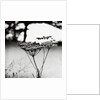 Queen Anne's Lace Flower by Anonymous