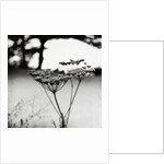 Queen Anne's Lace Flower by Anonymous