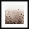 Grasses by the Ocean by Anonymous