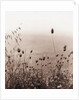 Grasses by the Ocean by Anonymous