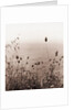 Grasses by the Ocean by Anonymous