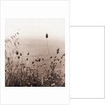 Grasses by the Ocean by Anonymous