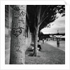 Graffiti on Tree Trunk by Anonymous
