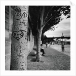 Graffiti on Tree Trunk by Anonymous