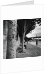 Graffiti on Tree Trunk by Anonymous