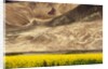 Oilseed Rape Plants Blooming at Foot of Mountain by Anonymous