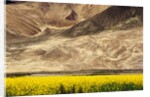 Oilseed Rape Plants Blooming at Foot of Mountain by Anonymous