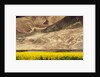 Oilseed Rape Plants Blooming at Foot of Mountain by Anonymous
