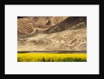 Oilseed Rape Plants Blooming at Foot of Mountain by Anonymous