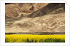 Oilseed Rape Plants Blooming at Foot of Mountain by Anonymous