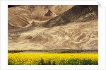 Oilseed Rape Plants Blooming at Foot of Mountain by Anonymous