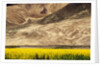Oilseed Rape Plants Blooming at Foot of Mountain by Anonymous