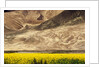 Oilseed Rape Plants Blooming at Foot of Mountain by Anonymous