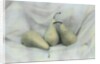 Pear Study #1731 by Kim Koza