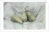 Pear Study #1731 by Kim Koza