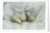 Pear Study #1731 by Kim Koza