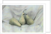 Pear Study #1731 by Kim Koza