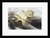 Daffodils by Kim Koza