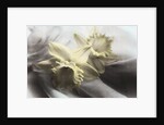 Daffodils by Kim Koza